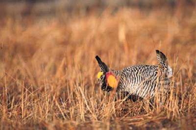Greater prairie chicken, ©Dominique Brand/Tom Stack & Assoc.