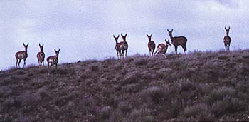 Antelope at Hart Mountain. ©Larry Turner