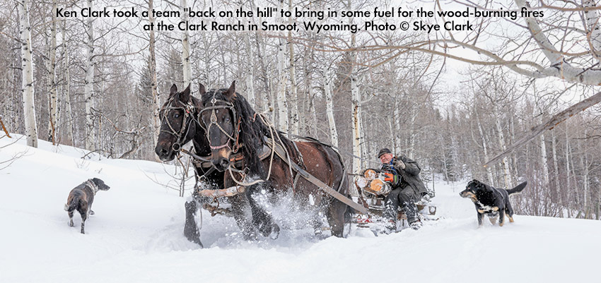 Ken Clark back on the Hill, horses in harness dragging a load of firewood through the snow in a grove of aspen trees. © Skye Clark